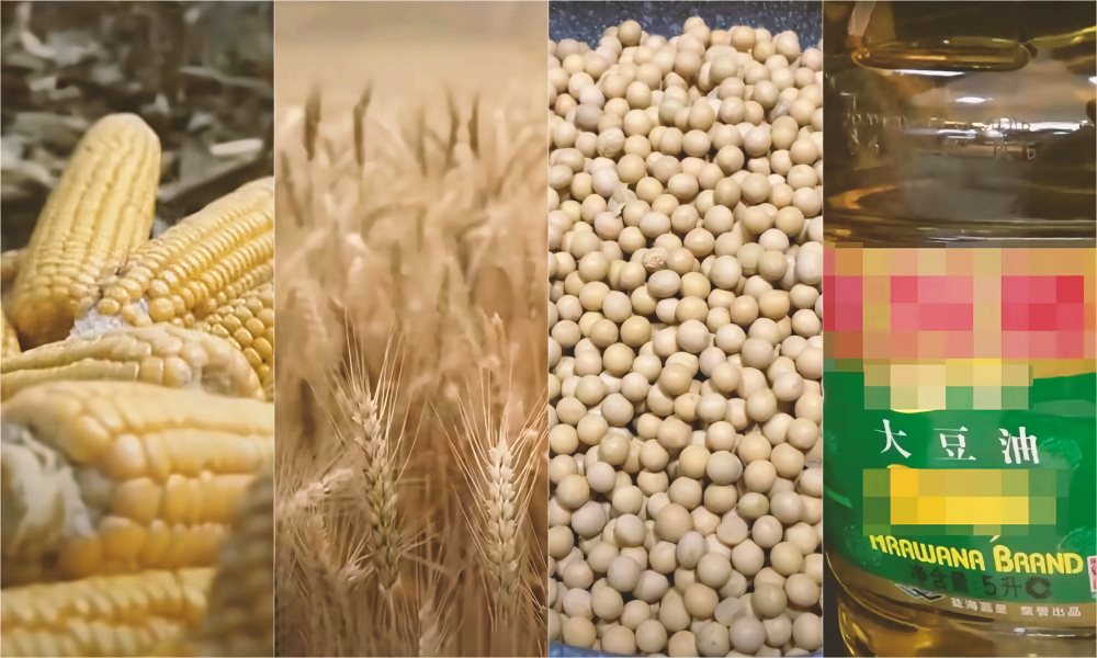 5月13日 CBOT大豆、小麦、玉米期货技术分析